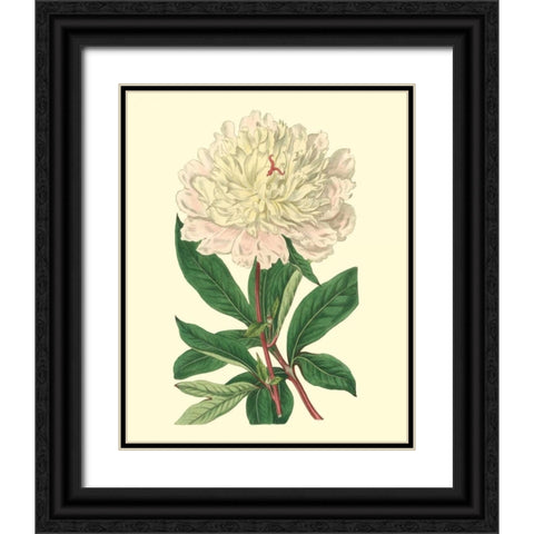 Chinese Peony Black Ornate Wood Framed Art Print with Double Matting by Edwards