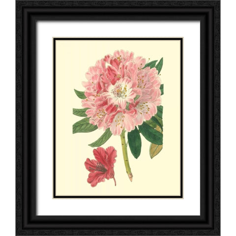 Pink Rhododendron Black Ornate Wood Framed Art Print with Double Matting by Edwards