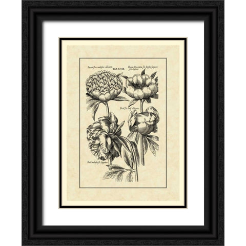 Vintage Besler II Black Ornate Wood Framed Art Print with Double Matting by Besler, Basilius