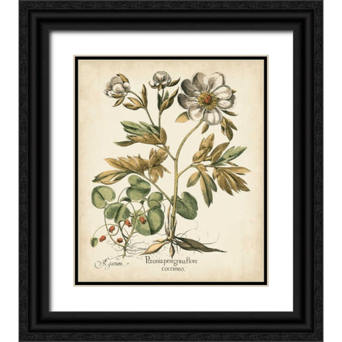 Ivory Peonies III Black Ornate Wood Framed Art Print with Double Matting by Besler, Basilius