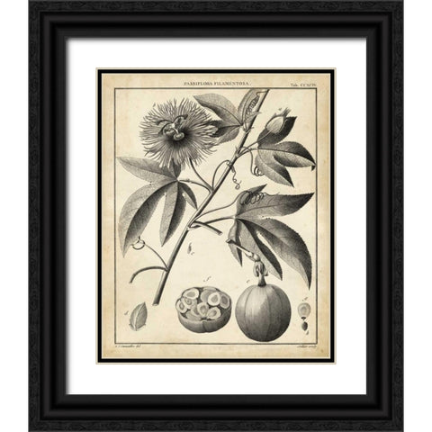 Passiflora I Black Ornate Wood Framed Art Print with Double Matting by Sellier