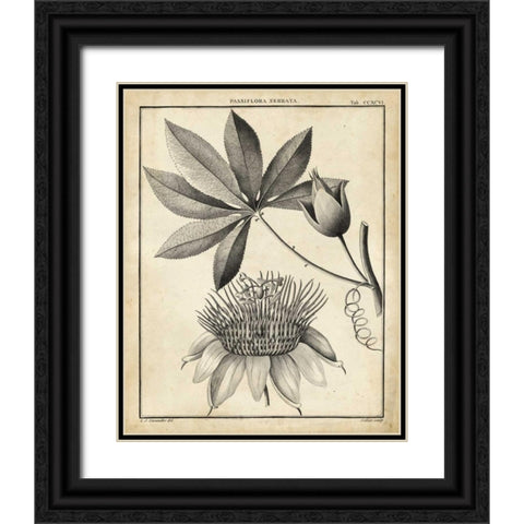 Passiflora II Black Ornate Wood Framed Art Print with Double Matting by Sellier