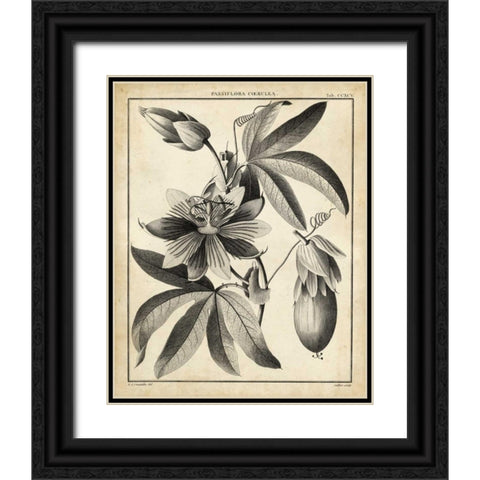 Passiflora III Black Ornate Wood Framed Art Print with Double Matting by Sellier