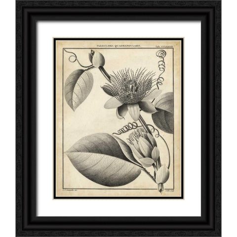 Passiflora IV Black Ornate Wood Framed Art Print with Double Matting by Sellier