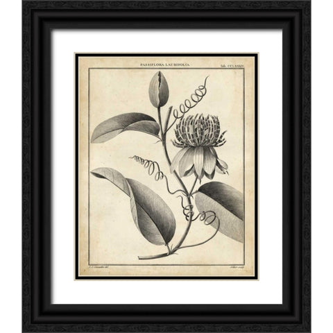 Passiflora V Black Ornate Wood Framed Art Print with Double Matting by Sellier