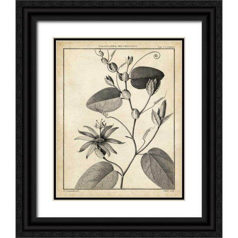 Passiflora VI Black Ornate Wood Framed Art Print with Double Matting by Sellier