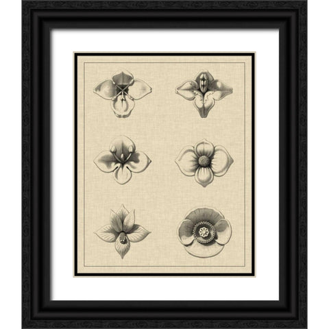 Floral Rosette IV Black Ornate Wood Framed Art Print with Double Matting by Vision Studio