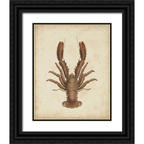 Crustaceans III Black Ornate Wood Framed Art Print with Double Matting by Sowerby, James