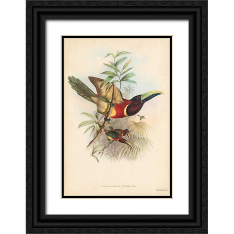 Tropical Toucans III Black Ornate Wood Framed Art Print with Double Matting by Gould, John
