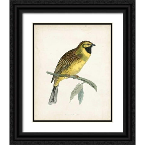 Morris Cirl Bunting Black Ornate Wood Framed Art Print with Double Matting by Morris