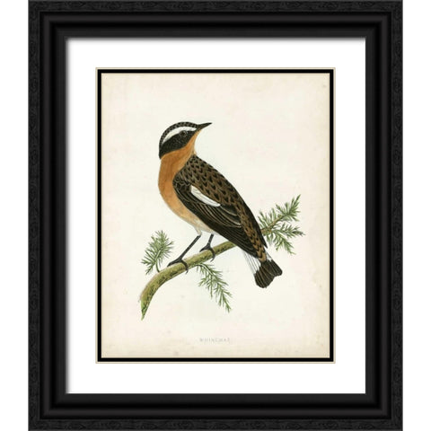 Morris Whinchat Black Ornate Wood Framed Art Print with Double Matting by Morris