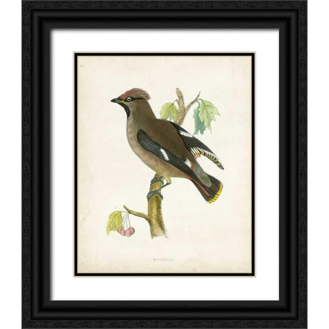 Morris Waxwing Black Ornate Wood Framed Art Print with Double Matting by Morris