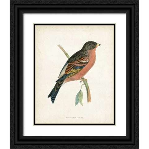 Morris Mountain Finch Black Ornate Wood Framed Art Print with Double Matting by Morris