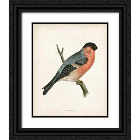Morris Bullfinch Black Ornate Wood Framed Art Print with Double Matting by Morris