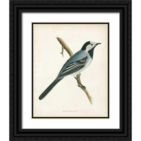 Morris White Wagtail Black Ornate Wood Framed Art Print with Double Matting by Morris