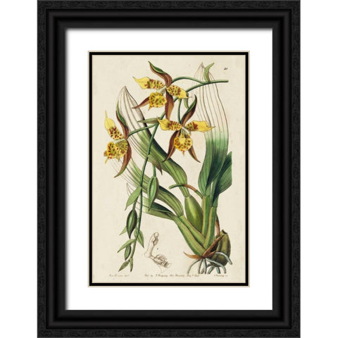 Spring Orchid I Black Ornate Wood Framed Art Print with Double Matting by Ridgeway