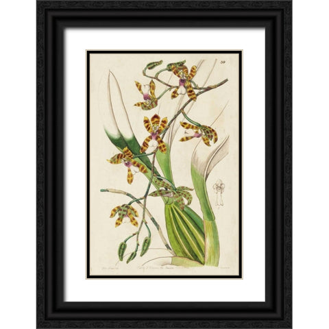 Spring Orchid II Black Ornate Wood Framed Art Print with Double Matting by Ridgeway