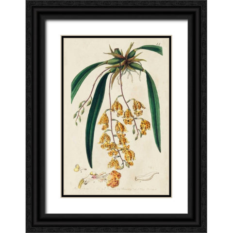 Spring Orchid VI Black Ornate Wood Framed Art Print with Double Matting by Ridgeway
