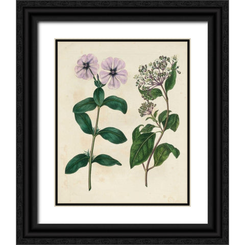 Garden Pairings VIII Black Ornate Wood Framed Art Print with Double Matting by Edwards, Sydenham