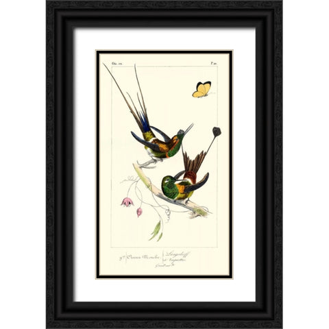 Lemaire Hummingbirds IV Black Ornate Wood Framed Art Print with Double Matting by Lemaire, C.L.