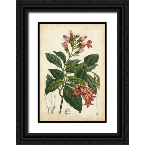 Coral Beauties III Black Ornate Wood Framed Art Print with Double Matting by Van Houtteano, Horto
