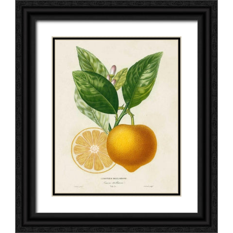 French Lemon Botanical III Black Ornate Wood Framed Art Print with Double Matting by Risso, A.