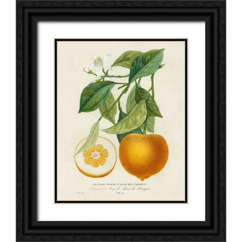 French Orange Botanical I Black Ornate Wood Framed Art Print with Double Matting by Risso, A.