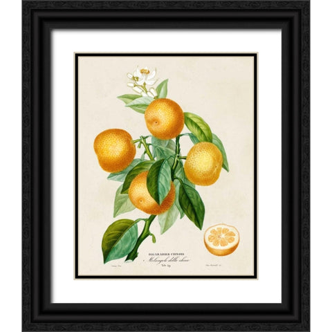French Orange Botanical III Black Ornate Wood Framed Art Print with Double Matting by Risso, A.