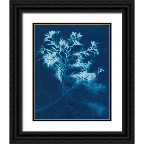Cyanotype No.4 Black Ornate Wood Framed Art Print with Double Matting by Stramel, Renee W.