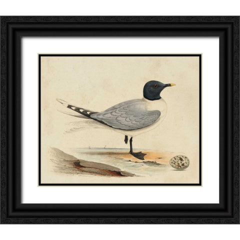 Meyer Shorebirds I Black Ornate Wood Framed Art Print with Double Matting by Meyer, H.L.
