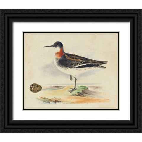 Meyer Shorebirds II Black Ornate Wood Framed Art Print with Double Matting by Meyer, H.L.