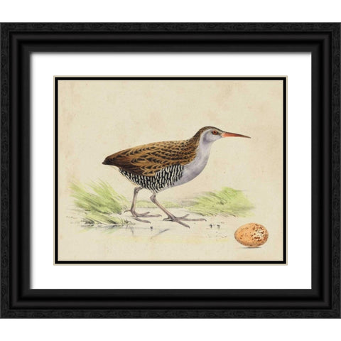 Meyer Shorebirds III Black Ornate Wood Framed Art Print with Double Matting by Meyer, H.L.