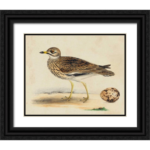 Meyer Shorebirds IV Black Ornate Wood Framed Art Print with Double Matting by Meyer, H.L.