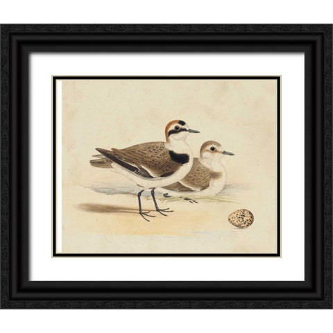 Meyer Shorebirds V Black Ornate Wood Framed Art Print with Double Matting by Meyer, H.L.