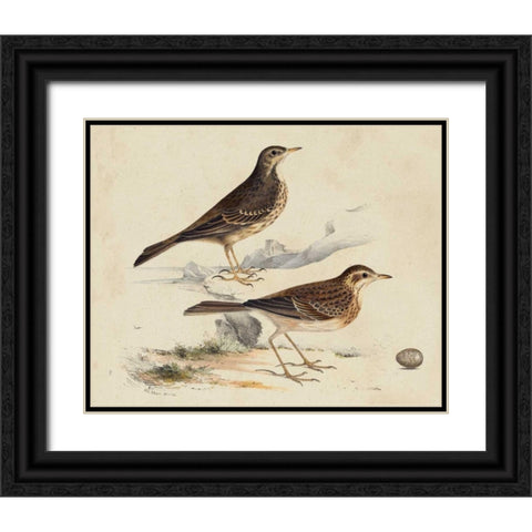 Meyer Shorebirds VI Black Ornate Wood Framed Art Print with Double Matting by Meyer, H.L.
