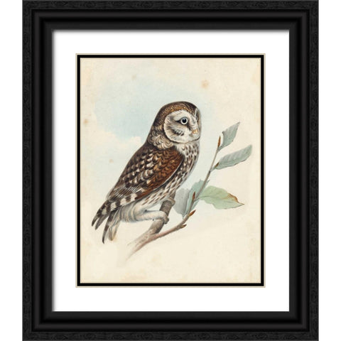Meyer Little Owl Black Ornate Wood Framed Art Print with Double Matting by Meyer, H.L.