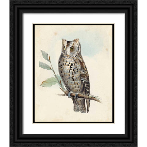 Meyer Scops-Eared Owl Black Ornate Wood Framed Art Print with Double Matting by Meyer, H.L.