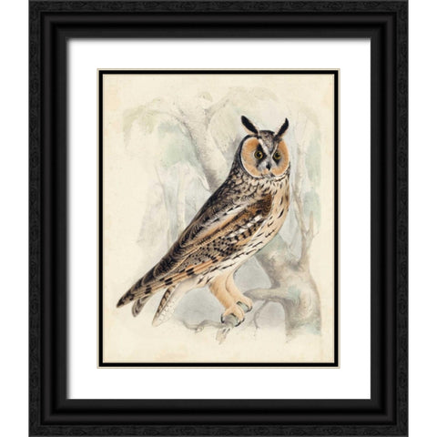 Meyer Long-Eared Owl Black Ornate Wood Framed Art Print with Double Matting by Meyer, H.L.
