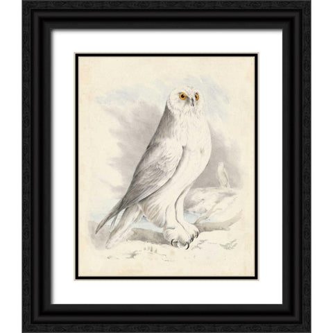 Meyer Snowy Owl Black Ornate Wood Framed Art Print with Double Matting by Meyer, H.L.
