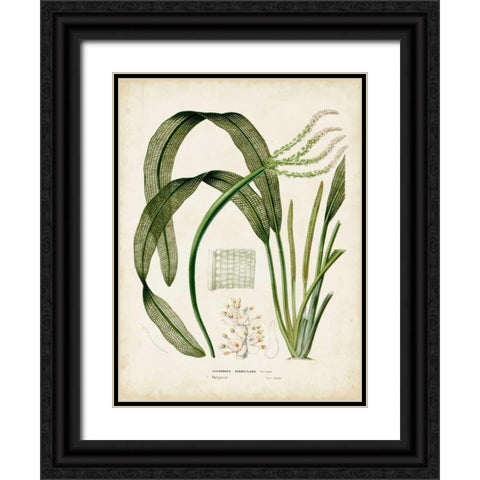 Tropical Grass I Black Ornate Wood Framed Art Print with Double Matting by Vision Studio