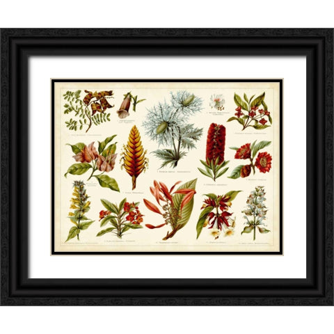 Tropical Botany Chart I Black Ornate Wood Framed Art Print with Double Matting by Meyers
