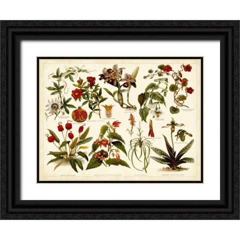 Tropical Botany Chart II Black Ornate Wood Framed Art Print with Double Matting by Meyers