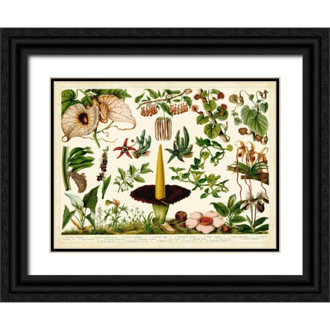 Tropical Botany Chart III Black Ornate Wood Framed Art Print with Double Matting by Meyers
