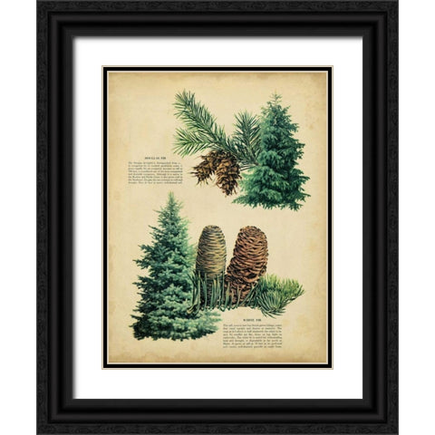Douglas Fir and White Fir Black Ornate Wood Framed Art Print with Double Matting by Unknown