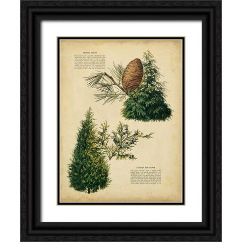 Deodar Cedar and Eastern Red Cedar Black Ornate Wood Framed Art Print with Double Matting by Unknown