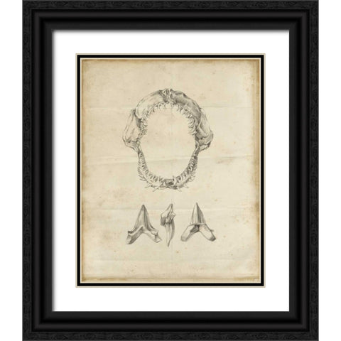 Shark Study I Black Ornate Wood Framed Art Print with Double Matting by Harper, Ethan