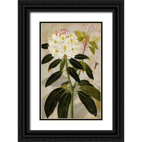 Rhododendron I Black Ornate Wood Framed Art Print with Double Matting by Butler, John