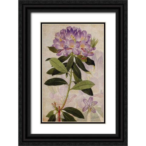 Rhododendron II Black Ornate Wood Framed Art Print with Double Matting by Butler, John
