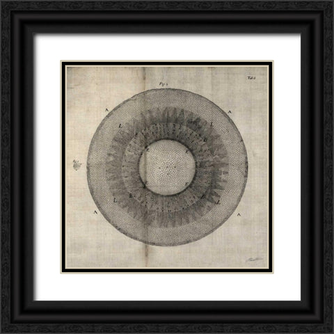 Cross Cut II Black Ornate Wood Framed Art Print with Double Matting by Butler, John