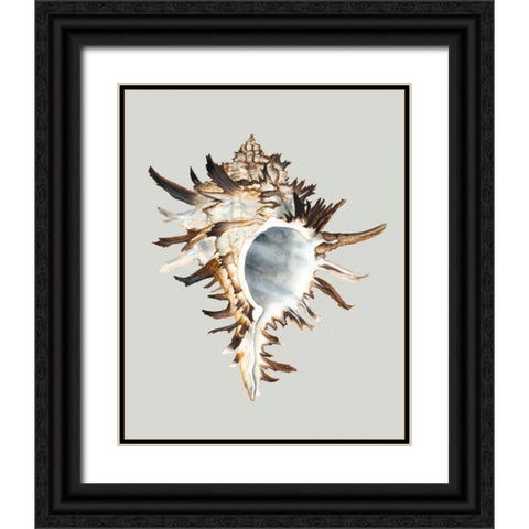 Black Murex Black Ornate Wood Framed Art Print with Double Matting by Willett, Michael